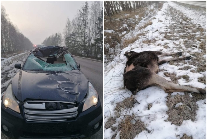 Kelyje Kretinga-Jokūbavas – skaudus incidentas: automobilis partrenkė į kelią išbėgusį briedį