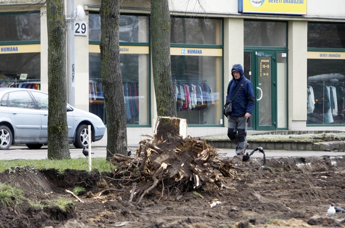 Taikos prospekto gyventojams širdgėla dėl kertamų liepų: želdiniai bus atsodinti?