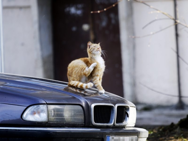 Skuodo rajone šaunamuoju ginklu sužeisti du katinai