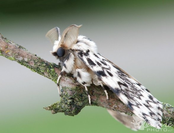 Kuršių nerijoje miškus purkš nuo kenkėjų