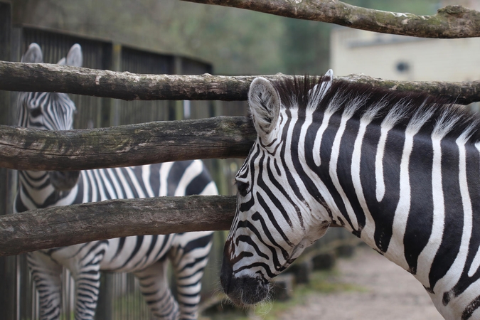 Sekmadienį – be galo magiškas zoologijos sodo sezono atidarymas