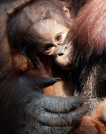 Orangutango tėvystės testas pateikė staigmeną