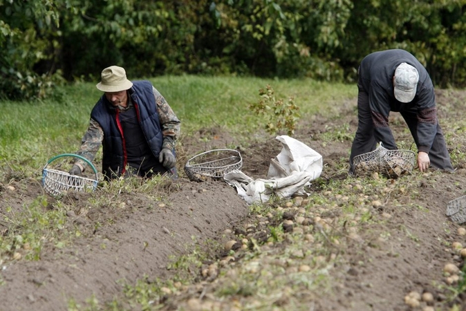 Šalies ūkininkų problemos: mažėja bulvių laukų, derlius menksta ir brangsta