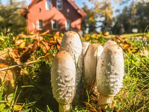 Gyventojų lėkštėse – kepti mėšlagrybiai?