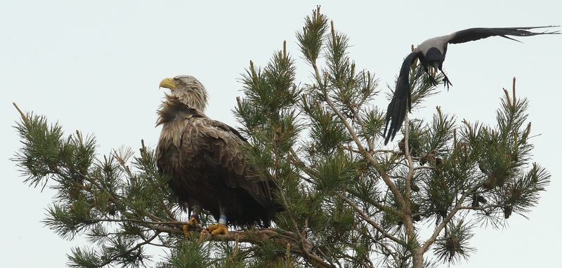 Kuršių nerijoje užfiksuotas dešimties metų amžiaus jūrinis erelis, kurio žiedų įrašus pavyko perskaityti iš nuotraukų.