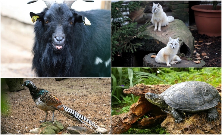 Lietuvos zoologijos sodo gyvūnai ruošiasi žiemai: keičiasi ne tik išvaizda