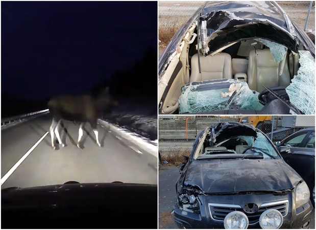 Susidūrimas su briedžiu vos nesibaigė tragedija (vaizdo įrašas)
