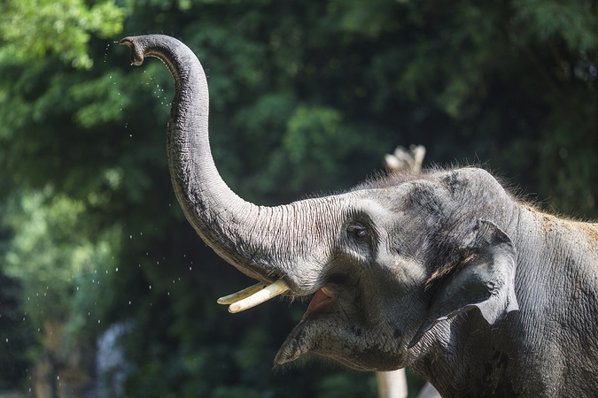 Indijoje – aštuoniolikos dramblių žūtis: įtariama, kad juos nutrenkė žaibas