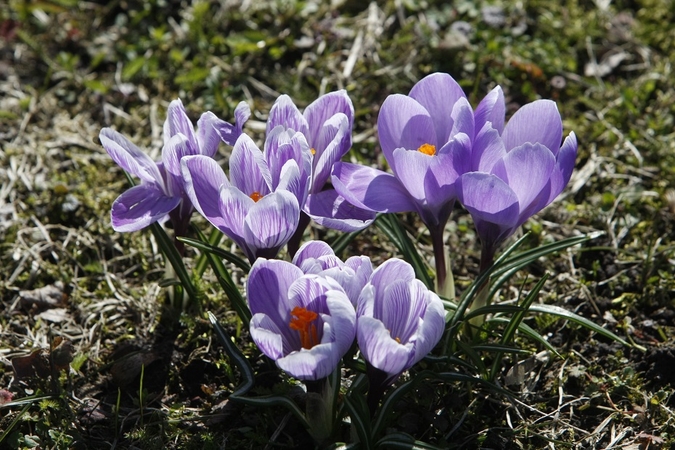 Orai Klaipėdoje: pavasaris – jau visai pakeliui