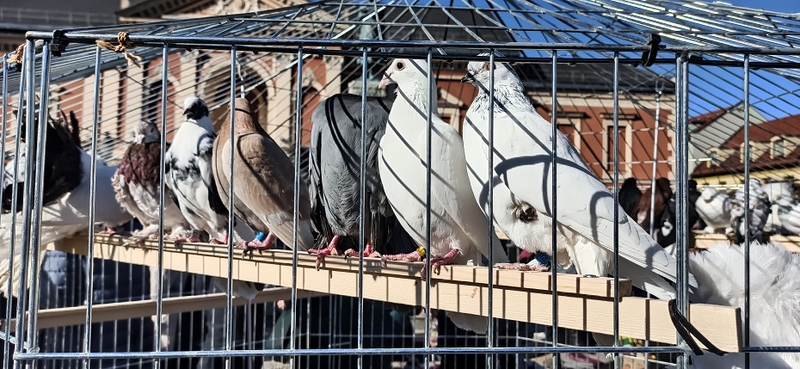 Orai: pavasaris artėja iš lėto