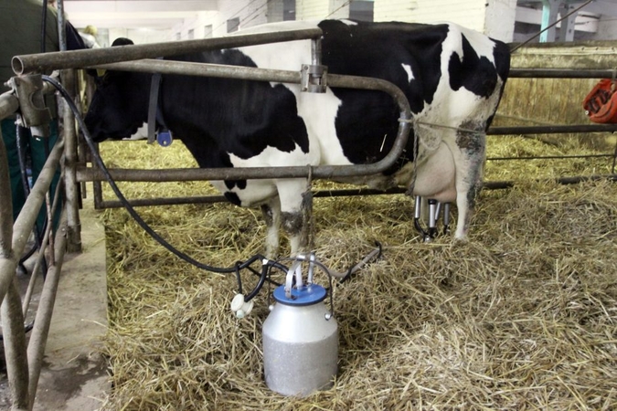 Asociacija kritikuoja sprendimą dėl gaisro Alytuje atšaukti iš rinkos pieno produktus