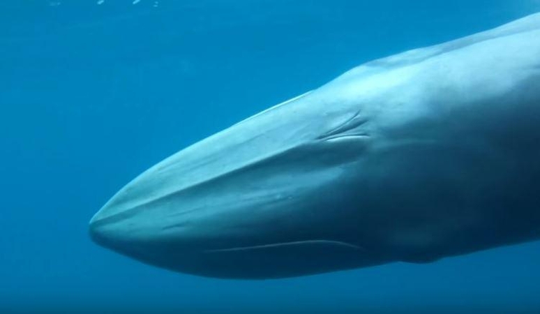 Pagaliau pavyko nufilmuoti paslaptingiausią planetos vandenynų žinduolį