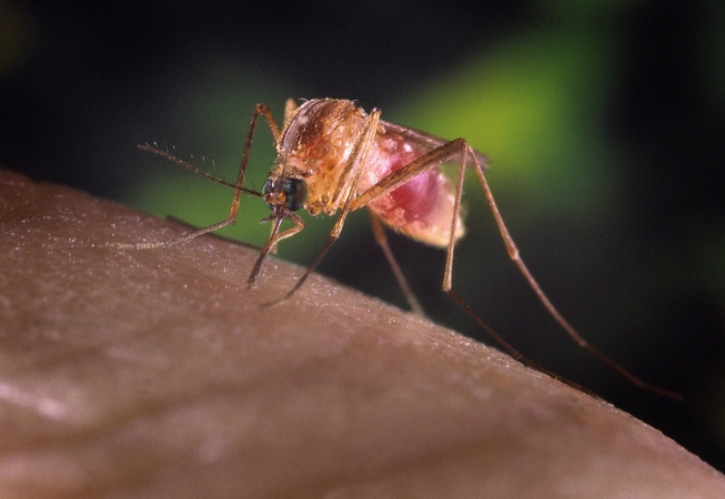 Purškaluose nuo vabzdžių naudojama cheminė medžiaga gali sunaikinti koronavirusą