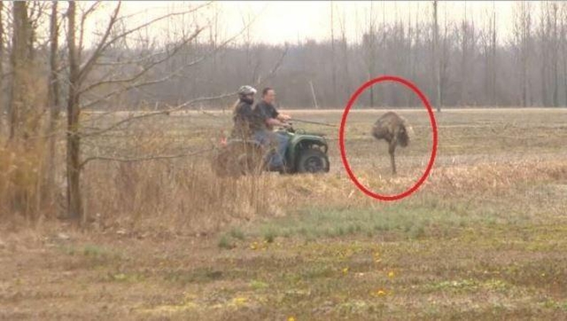 Šeimininkams sunkiai sekasi gaudyti ištrūkusį emu