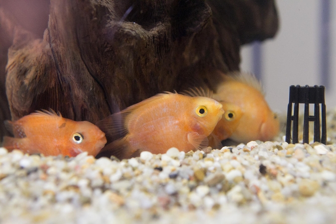 Kaip parinkti akvariumui tinkamą žuvų kiekį 