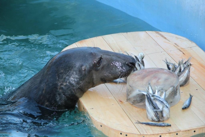 Zoologijos sode – ruonio perkėlimo operacija