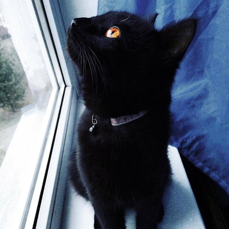 Eilėmis prabilęs katinėlis ieško namų