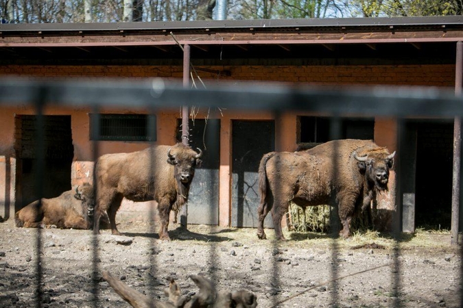 Zoologijos sodo rekonstrukcija: paskutinė galimybė pamatyti senąjį sodo veidą
