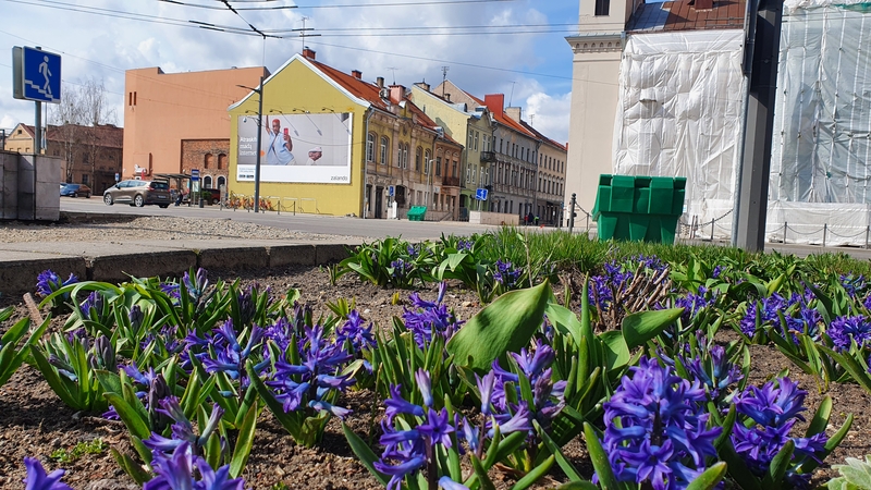 Vilniaus gatvę jau puošia gražuoliai hiacintai