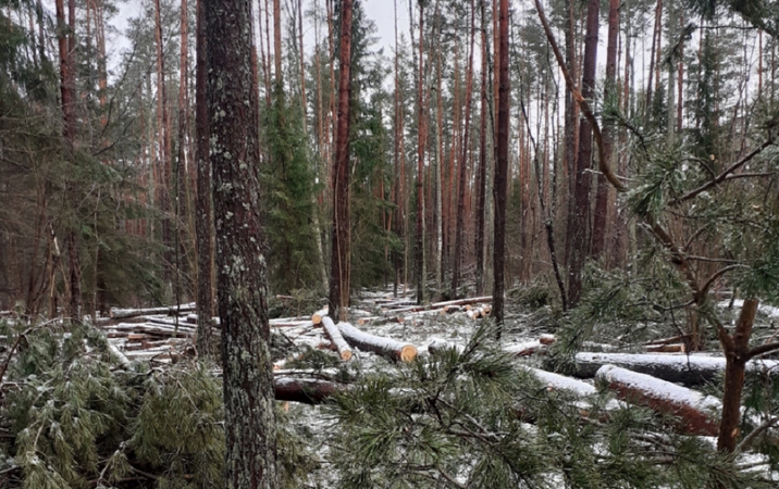 Už Kaišiadorių rajone neteisėtai iškirstus medžius teks atlyginti 19 tūkst. eurų žalą