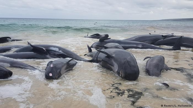 Australijoje išgelbėti tik penki iš daugiau nei 150 į krantą išmestų delfinų