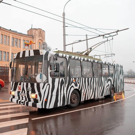 Nuo šiol zebrai – ne tik zoologijos sode, bet ir Kauno gatvėse