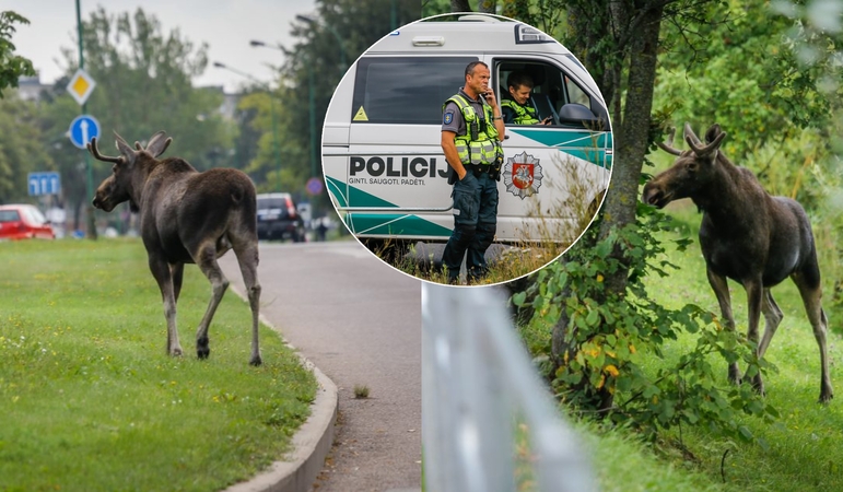Kelyje „Via Baltica“ – „Fiat Ducato“ ir briedžio susidūrimas: nukentėjo 19-metis Lenkijos pilietis
