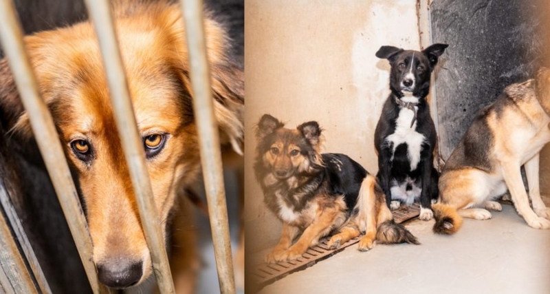 Aukų dėžučių vagystės Panevėžyje: tai lyg iš ubago pavogti lazdą