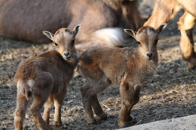 Lietuvos zoologijos sodas kviečia švęsti 81-ąjį gimtadienį: pasijausite lyg indėnai