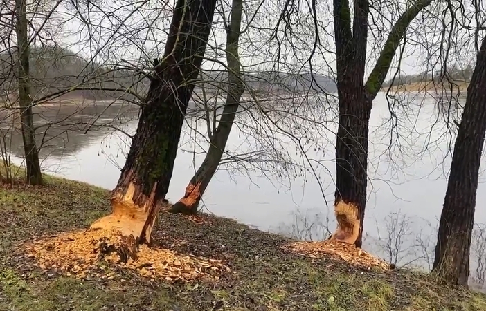 Sudomino Nemuno pakrantėje aptikti bebrų pėdsakai: gal ruošiasi daryti užtvanką?