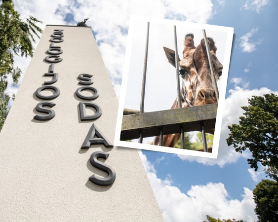Šmaikštus Lietuvos zoologijos sodo požiūris į renovaciją: gyventojams kyla kotedžų pamatai