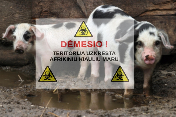 Nerimą kelia afrikinio kiaulių maro protrūkiai