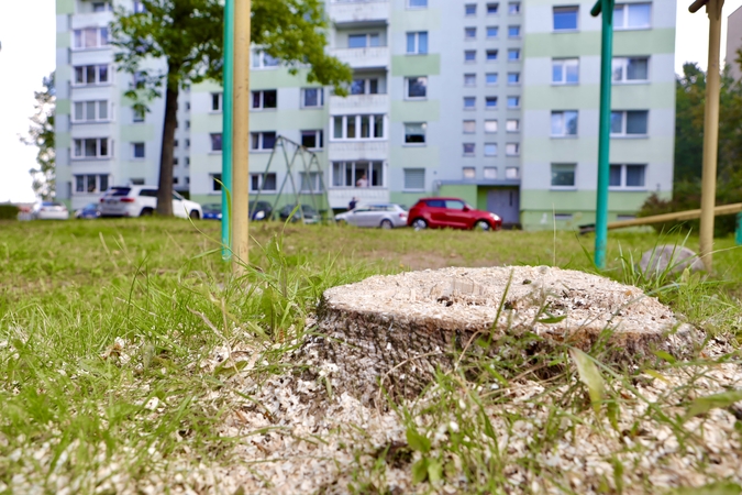 Kodėl Kaune vėl pjaunami medžiai?