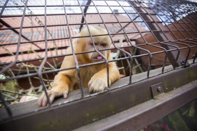 Zoologijos sodo rekonstrukciją į savo rankas perima ministerija