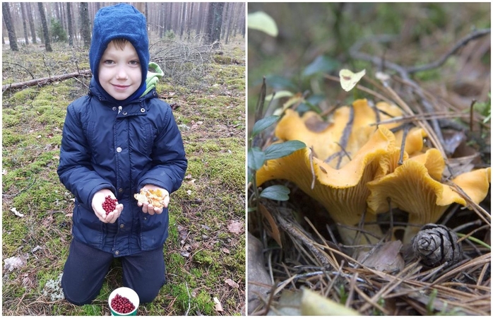 Klimato kaita keičia Lietuvos mišką: žiemą dygsta grybai, bunda barsukai