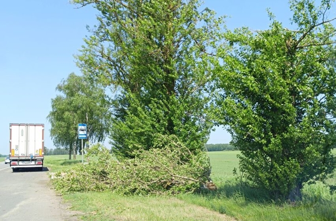 Stiprus vėjas vertė medžius: kas dar laukia?