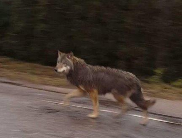 Po Palangą dienos metu blaškėsi žvėris 