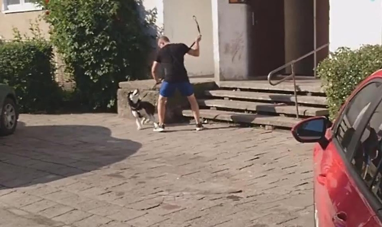 Šunį mušusiam vyrui skirta bauda, augintinis – neatimtas (atnaujinta)