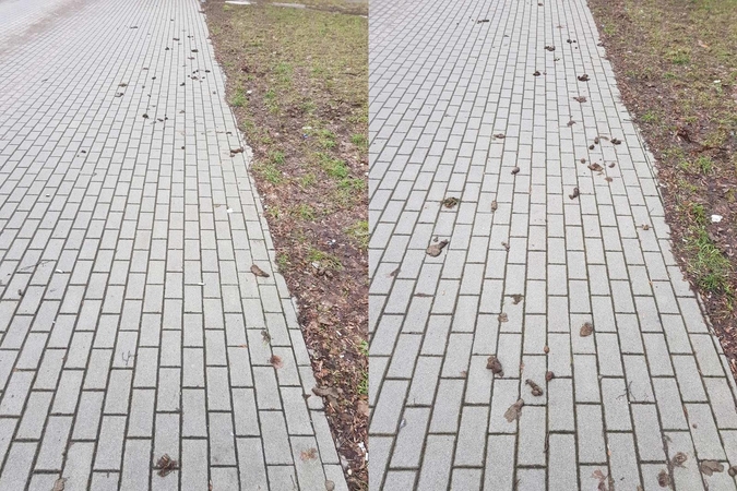 Vaizdas: į darbą klaipėdiečiai kasdien skuba per kliūčių ruožą, mat šuns šeimininkė nesurenka augintinio paliktų "dovanėlių".