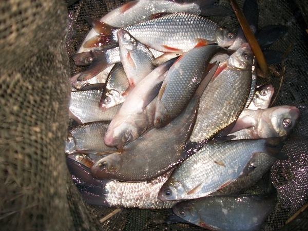 Brakonieriai vis dar patenka į gamtosaugininkų rankas