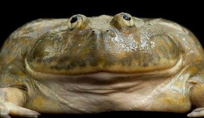 Faktas: tauta, kuri neturi papročių, neturi ir veido.