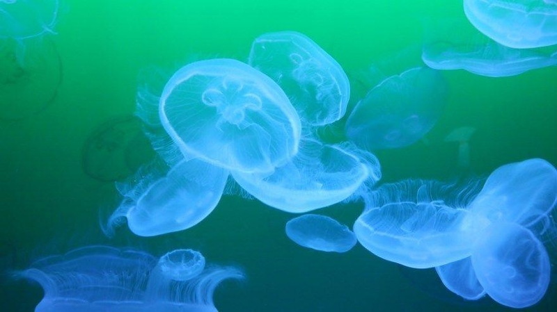 Liūdna: medūzos neturi smegenų, jas atstoja išsišakoję nervų receptoriai.