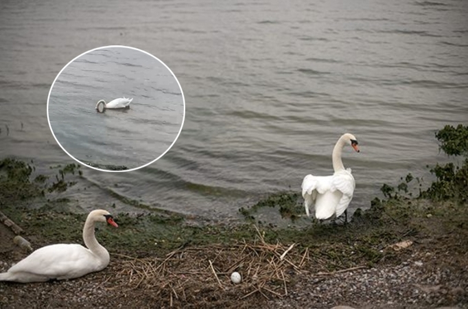 Juodkrantės sensacija: gulbės susisuko lizdą neįprastoje vietoje