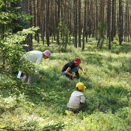 Sostinėje įsikūrusiai bendrovei uogas rinko bei pardavė miręs latvis