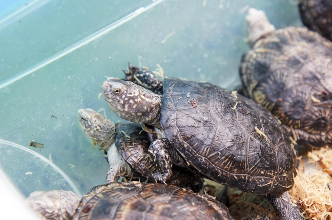 Iš Lietuvos zoologijos sodo baliniai vėžliai iškeliavo į gamtą