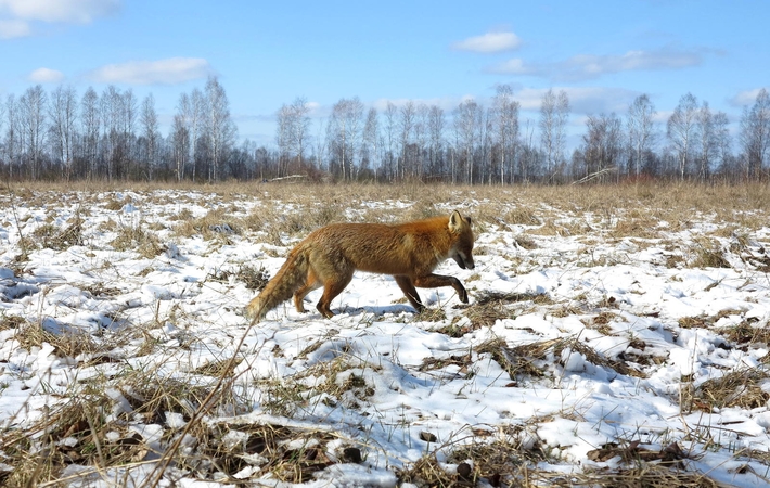 Laukinius gyvūnus skiepys nuo pasiutligės