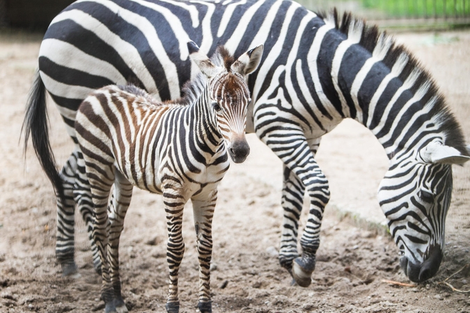 Į zoologijos sodą – neišėjus iš namų