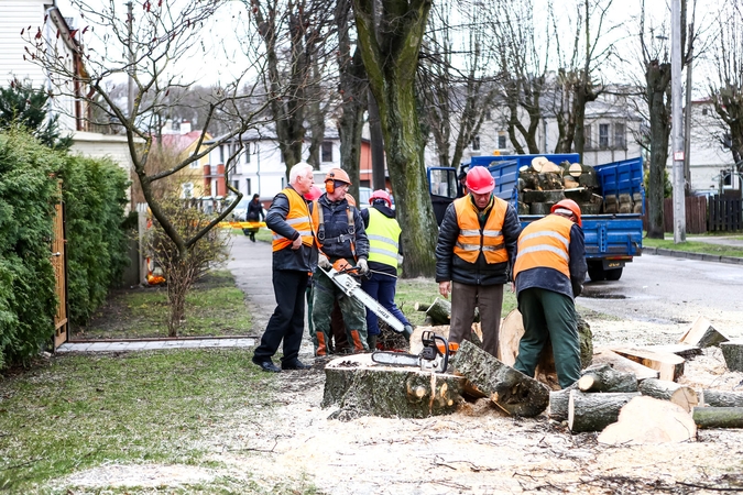 Žaliakalnyje sveikas – tik kas trečias medis?
