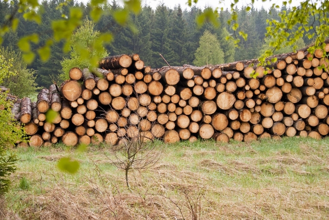 Šiauliečiai įtariami neteisėtai pardavę miško už 120 tūkst. litų