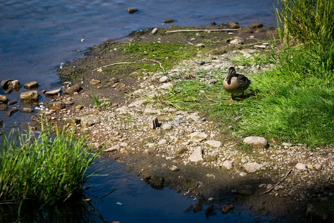 Lietuvoje vyksta kasmetinė upių švarinimo iniciatyva „River Cleanup“